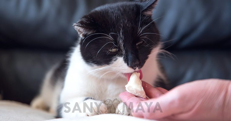 مشخصات و قیمت بستنی مناسب گربه برند وینستون در پت شاپ شبانه روزی سانی مایا