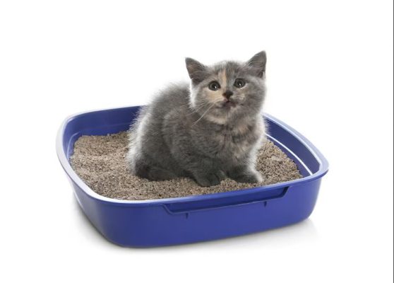 ظرف خاک گربه را کجای خانه قرار دهم؟