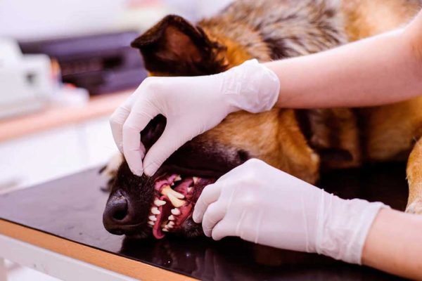 کلینیک دامپزشکی مژده نیاوران , دندانپزشکی حیوانات