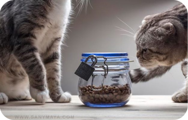 چرا غذای خشک گربه؟