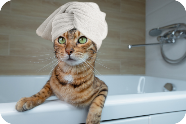 نکات نگهداری گربه٬لوازم بهداشتی گربه٬ برس گربه٬ شانه گربه٬ شامپو گربه٬ حمام گربه٬ گربه شور٬ قطره ضد کک و کنه گربه