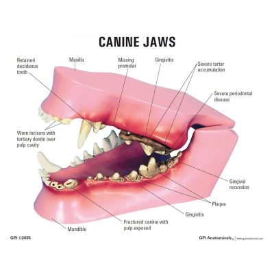 یکی از علت های بی اشتهایی و غذا نخوردن سگ ها مشکلات دهان و دندان می باشد