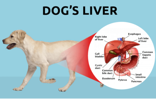 بیماری های کبدی یکی از عامل های بی اشتهایی در سگ ها