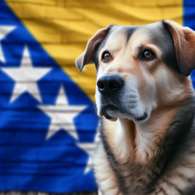 شرایط قوانین و هزینه بردن سگ به کشور بوسنی و هرزگوین
