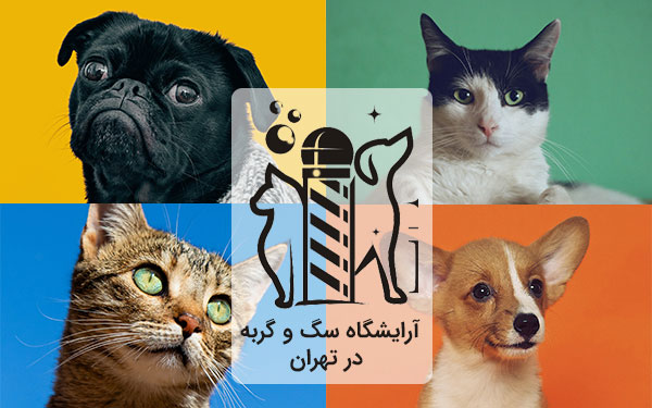 آرایشگاه سگ و گربه در تهران